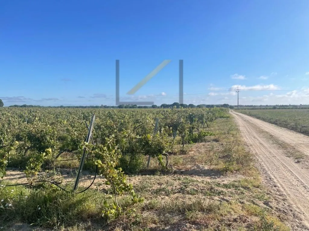 Garden - Vineyard with Production in Palmela