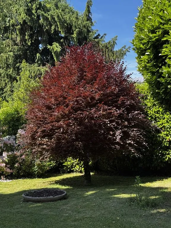 Jardin - Maison bourgeoise avec jardin à Vizille