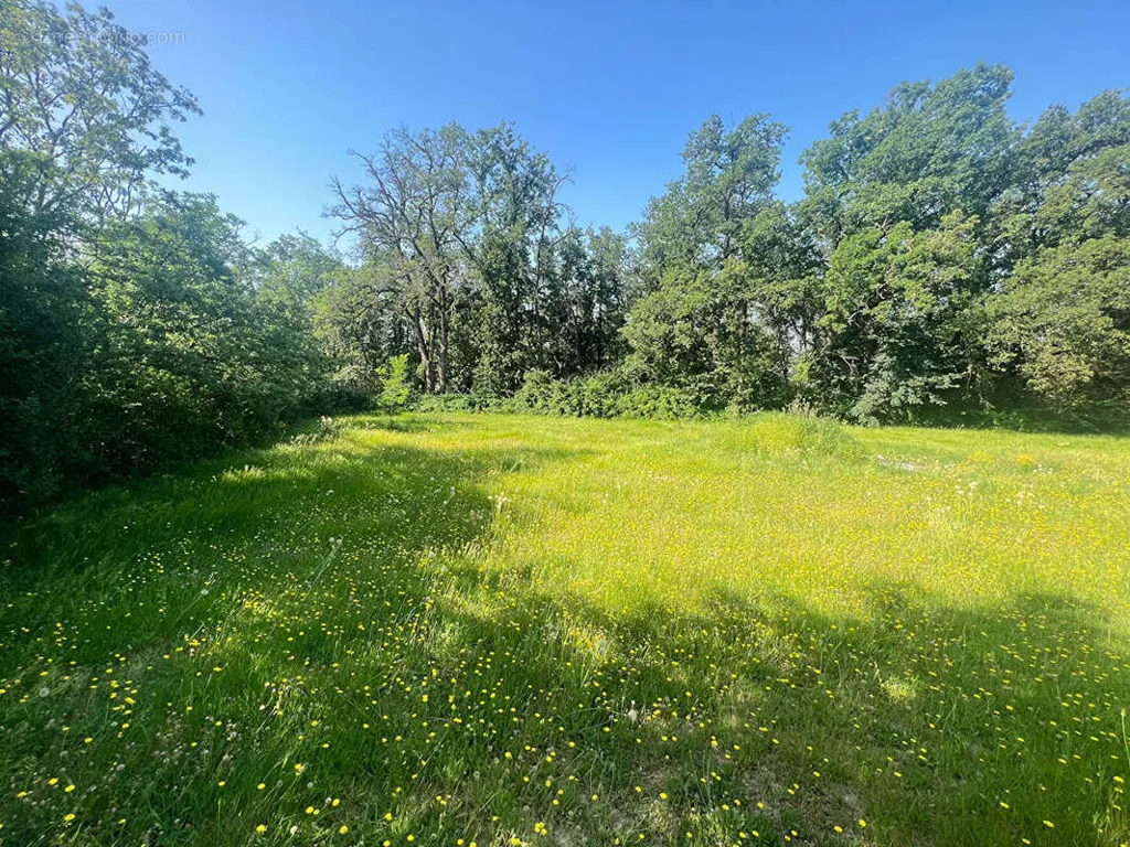Aed - Detached House with Pool Potential in Montrabé