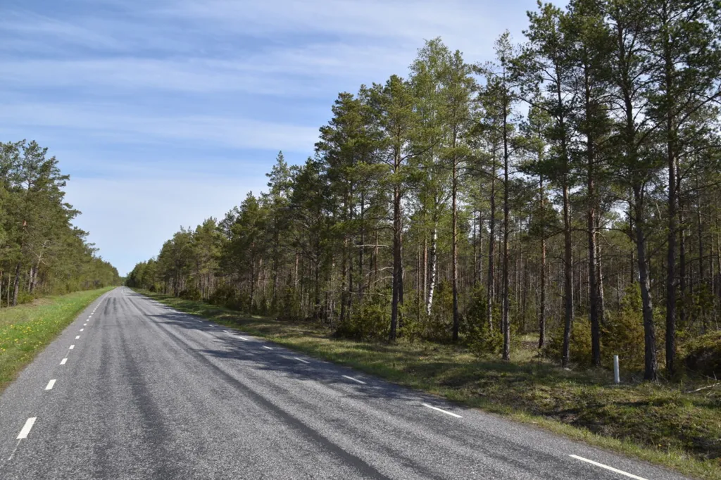 Jardin - Forested Land with Access Road in Väike-Võhma, Saaremaa