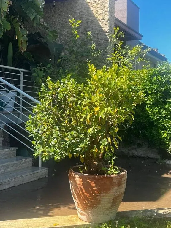 Giardino - Villa con piscina in residence di lusso a Vallerano