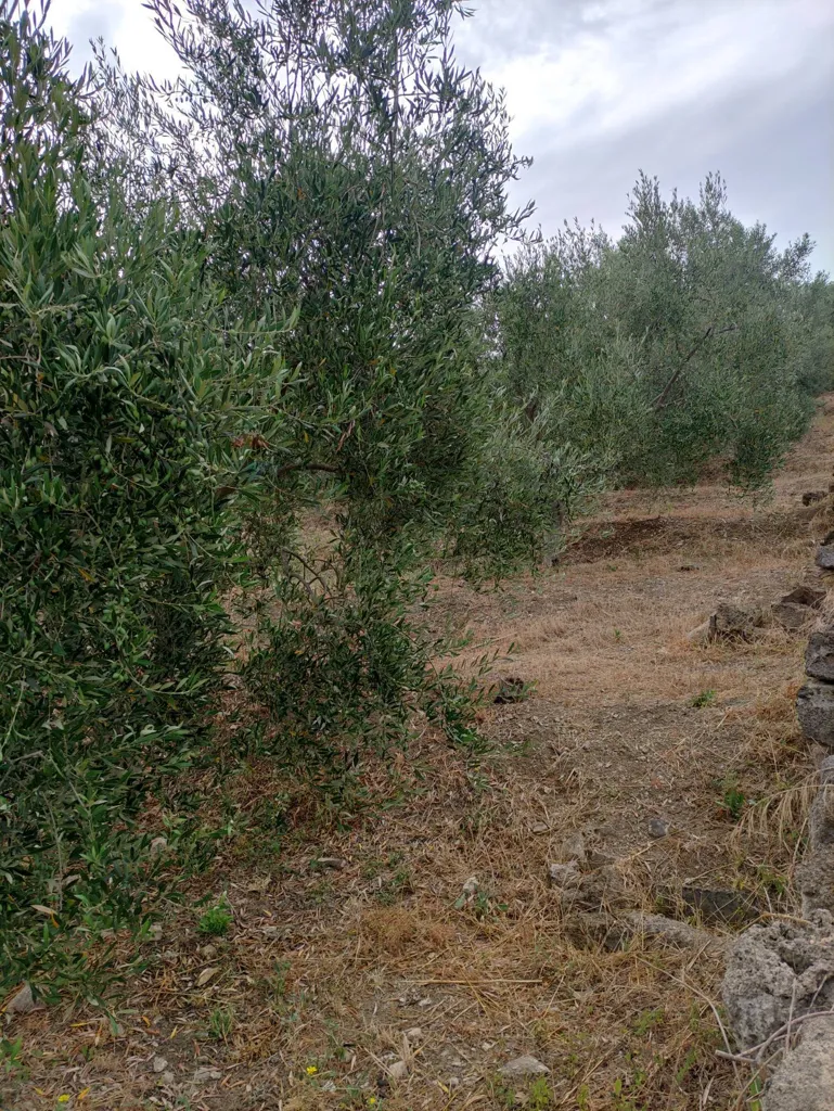 Aed - Agricultural Land with Olive Trees in Bagheria