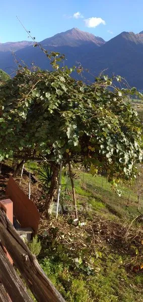 Giardino - Bifamiliar Villa with Vineyard View in Berbenno