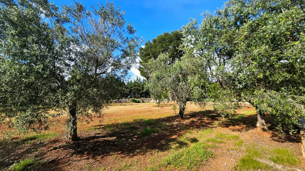 Jardin - Villa with Olive Grove near Carovigno