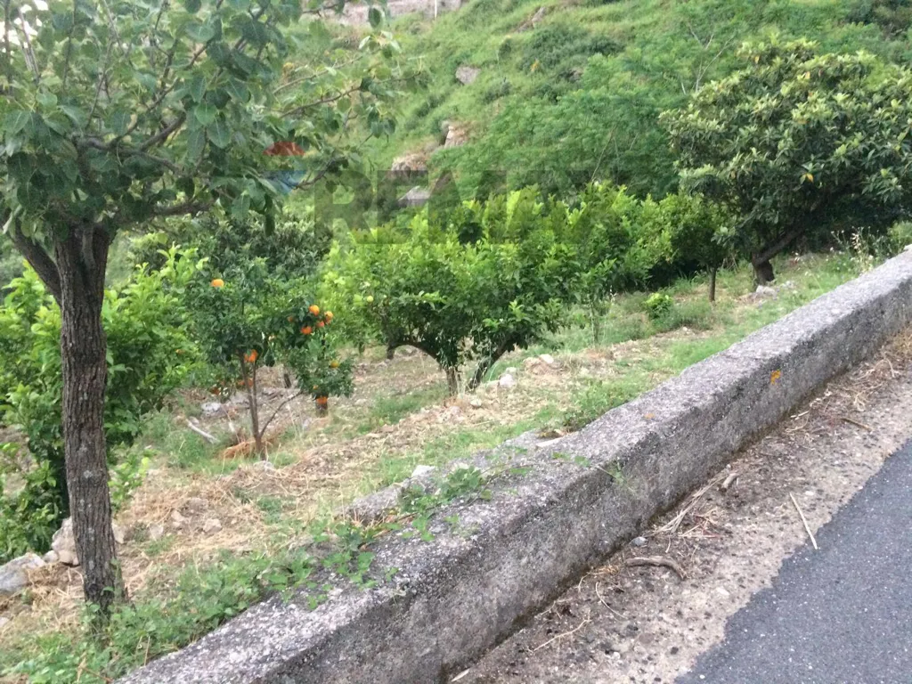 Jardin - Land with Olive Trees and Water Source in Gallodoro