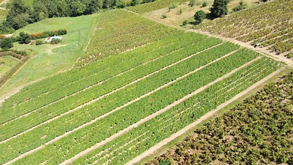 Vue aérienne - Vignes AOC Juliénas dans le Beaujolais