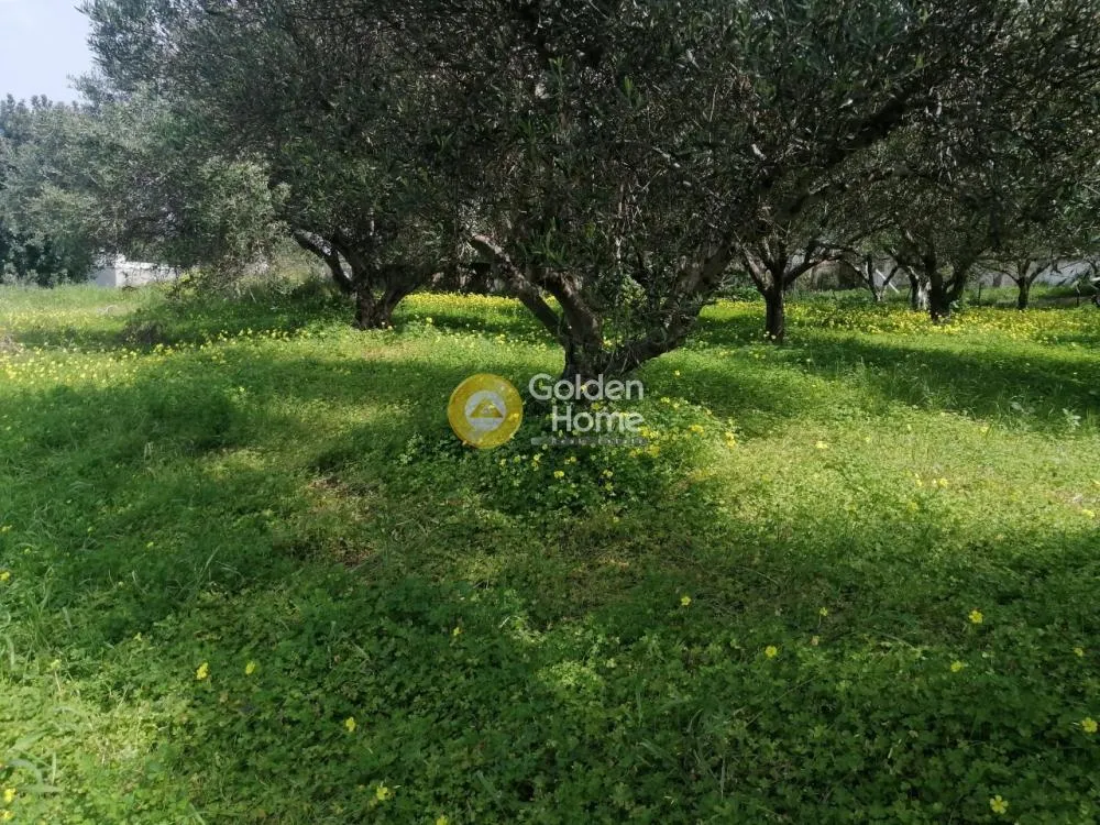 Aed - Agricultural Plot with Olive Trees in Temenos Centre