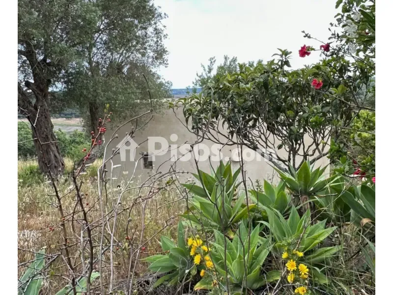 Jardin - Rustic Finca with Olive Trees in Vejer de La Frontera