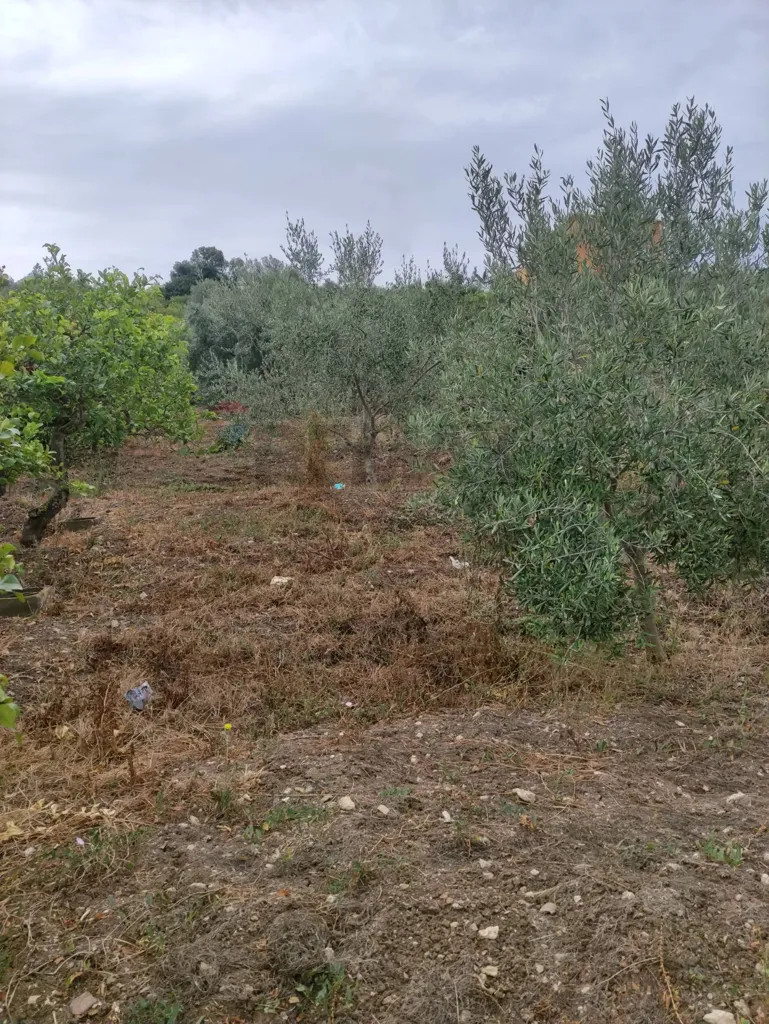Aed - Agricultural Land with Olive Trees in Bagheria