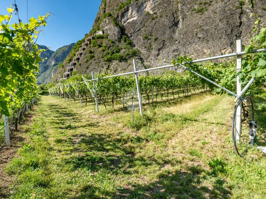 Garden - Historic Maso with Vineyard in Mezzocorona