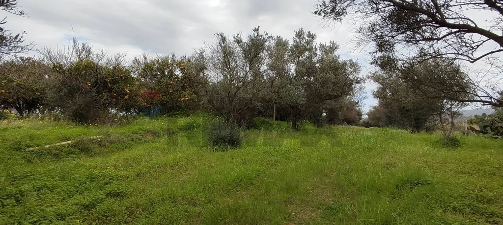 Jardin - Agricultural Plot with Olive Trees in Grammichele