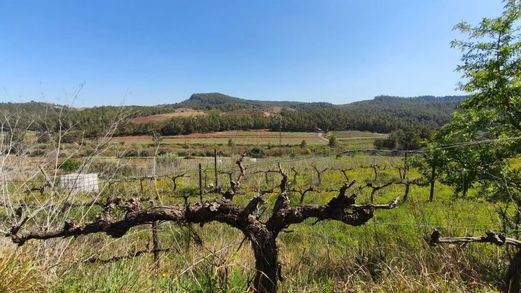 Aed - Boutique Vineyard with Winery in Priorat