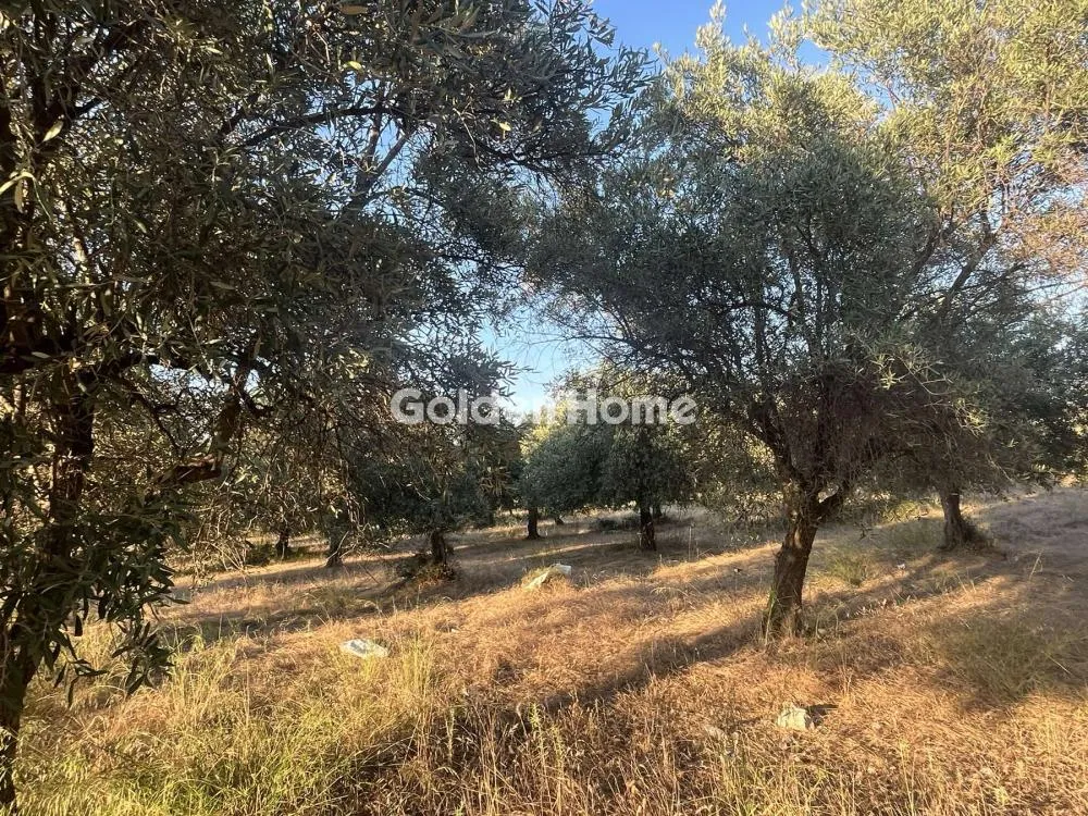 Giardino - Commercial Plot with Olive Trees in Traganá