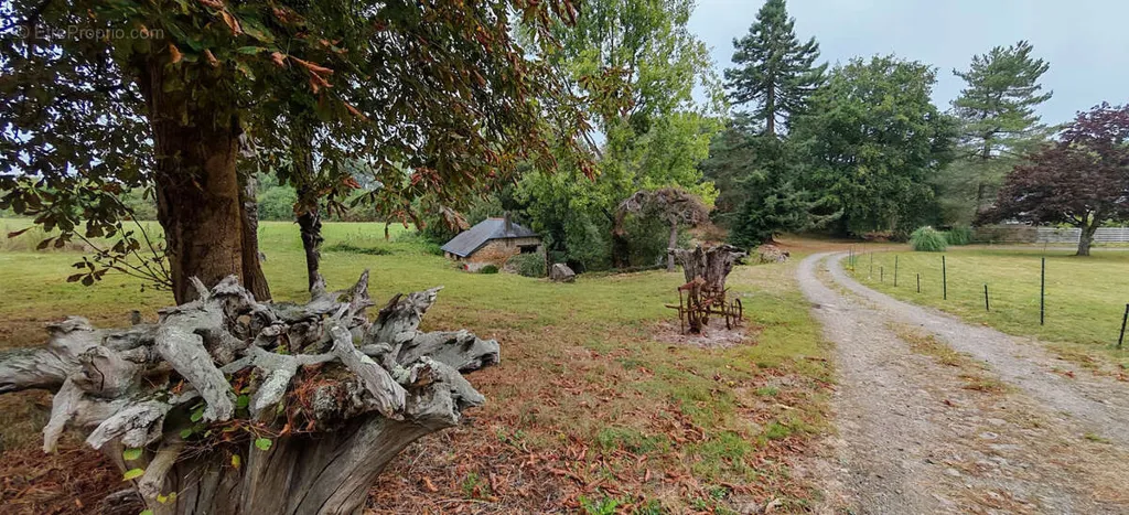 garden