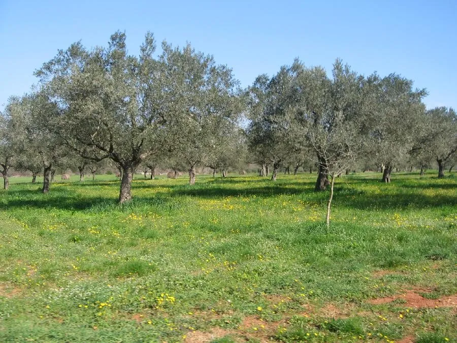 Jardin - Rustic House with Olive Grove near Rovinj