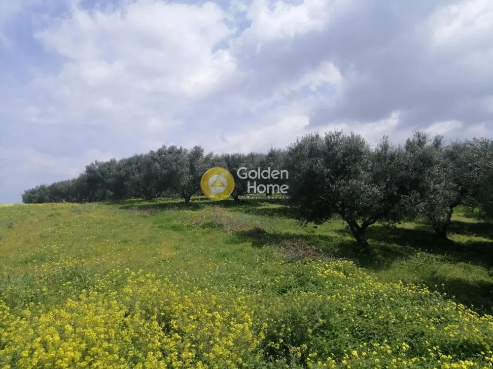 Aed - Agricultural Plot with Olive Trees in Temenos Centre