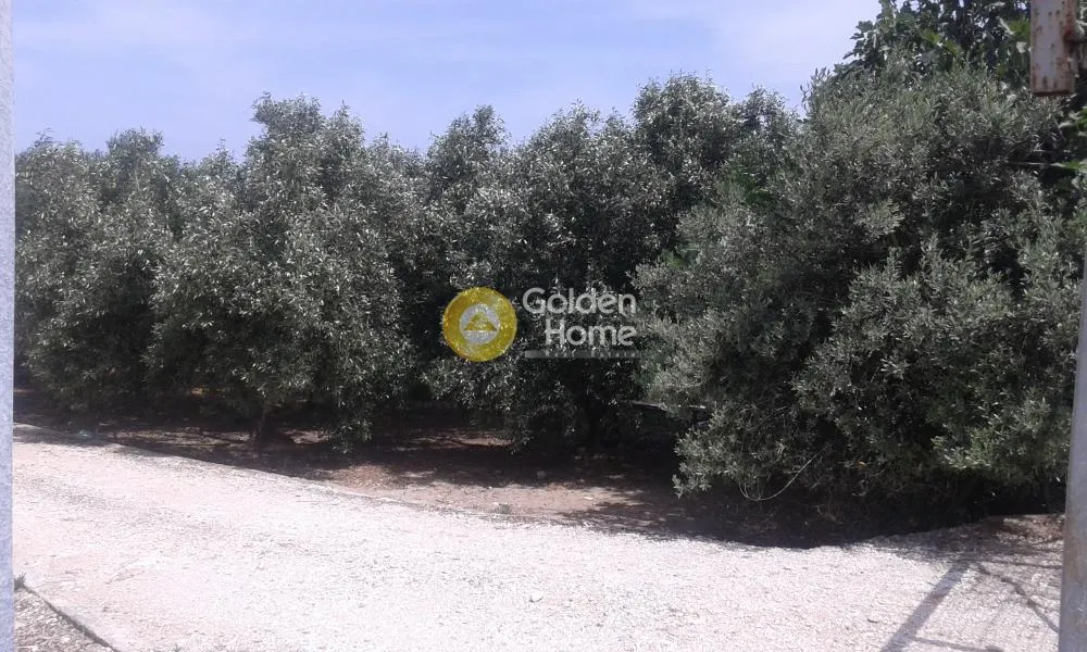 Aed - Agricultural Plot with Unrestricted View in Marathon Centre