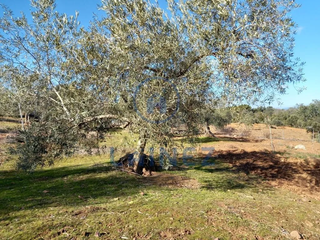 Jardin - Country House with Mountain Views in Villanueva del Rey