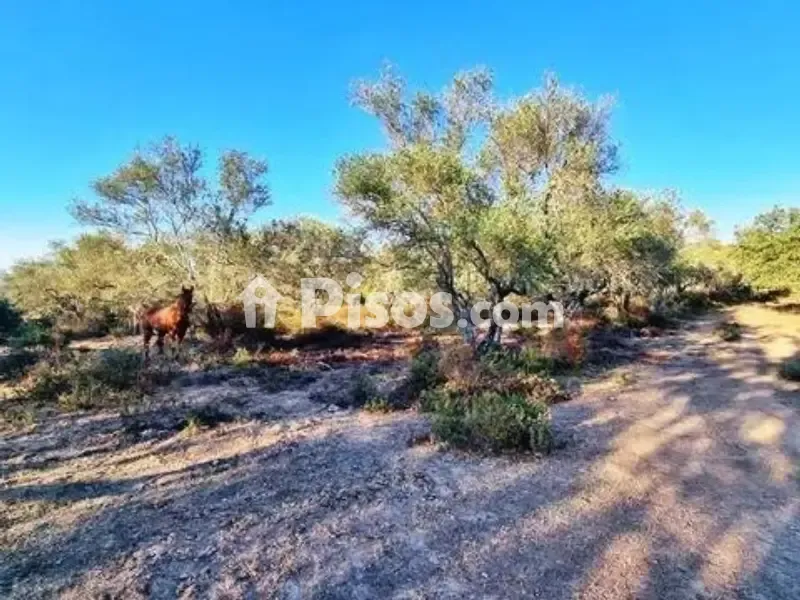 Aed - Rustic House with Olive Grove in La Nava