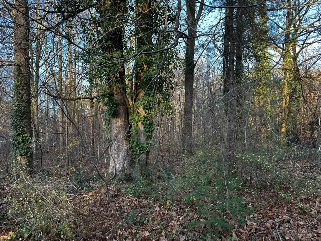 Jardin - Terrain en Forêt à Bâtir à La Genevraye