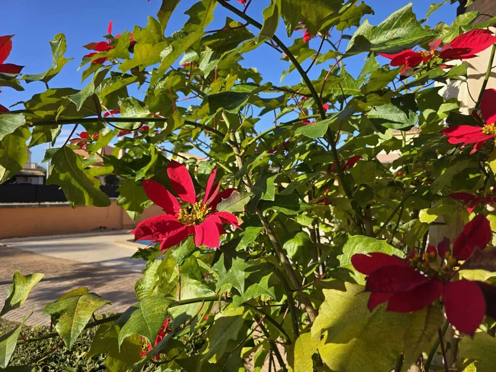 Jardin - Town Villa with Pool in Sa Coma, Mallorca