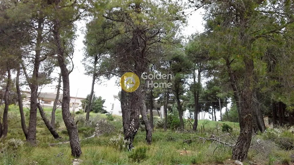 Aed - Plot with Unrestricted View in Dionysos