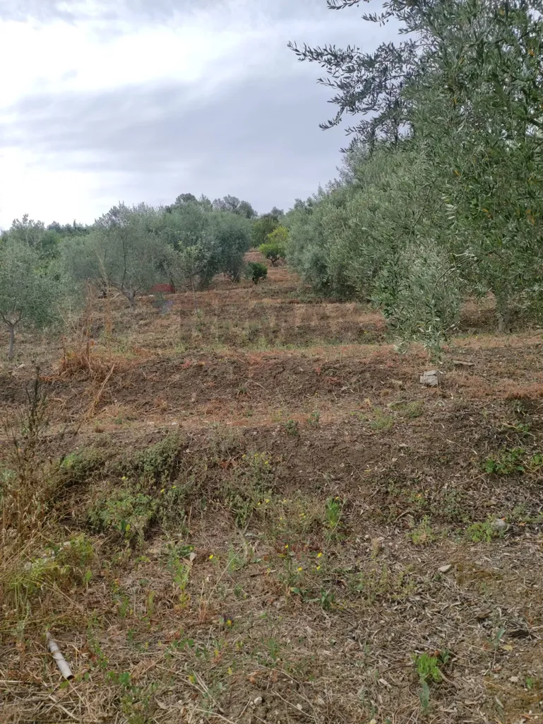 Aed - Agricultural Land with Olive Trees in Bagheria