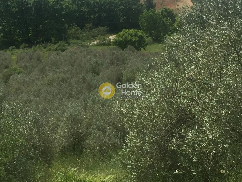 Aed - Agricultural Plot with Olive Trees in Avgoria