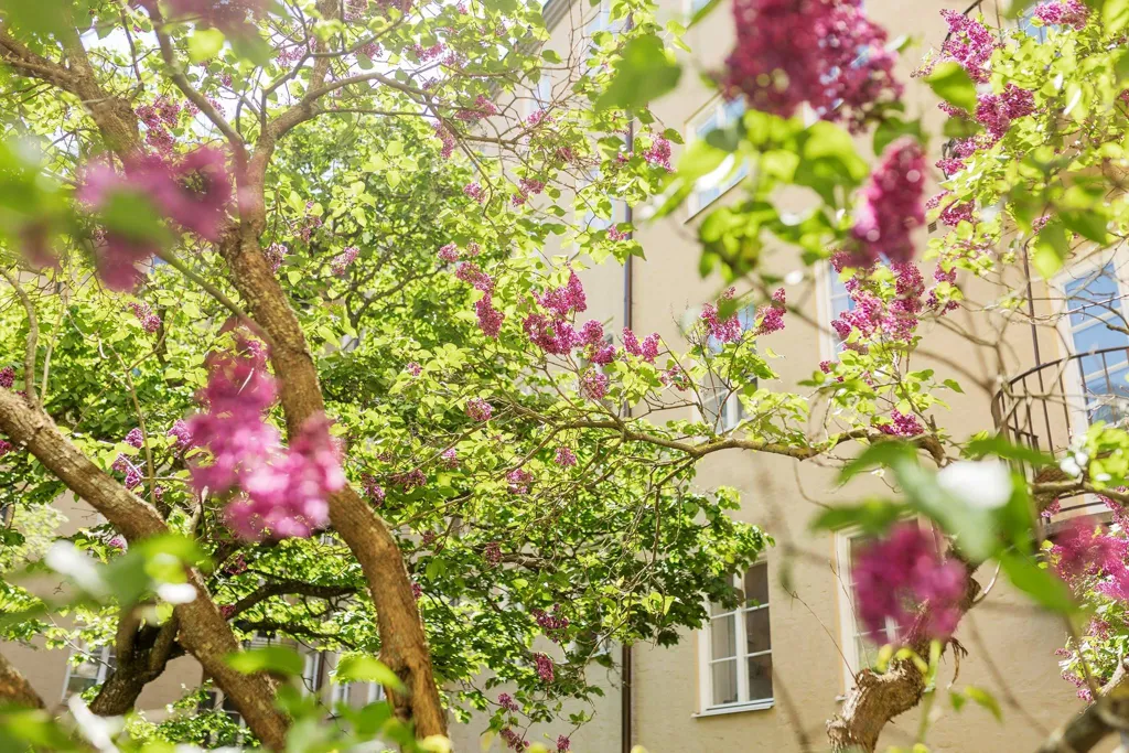 Aed - 1920s Flat with Balcony in Södermalm