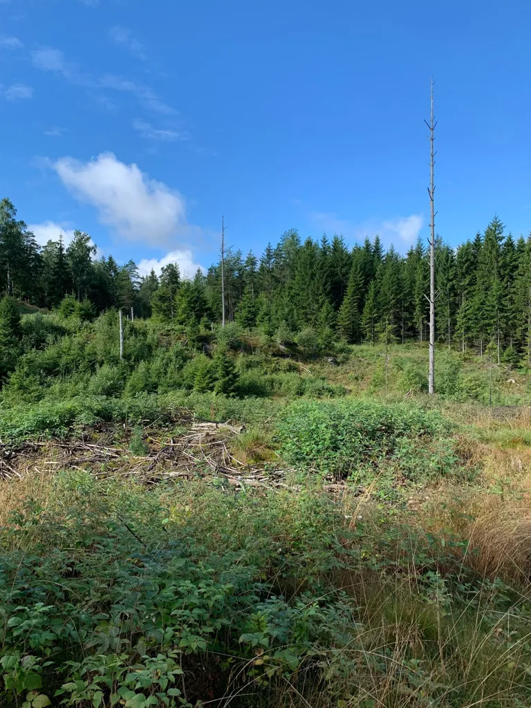 Jardin - Forest Land with Timber in Fröstebo-Gråbo