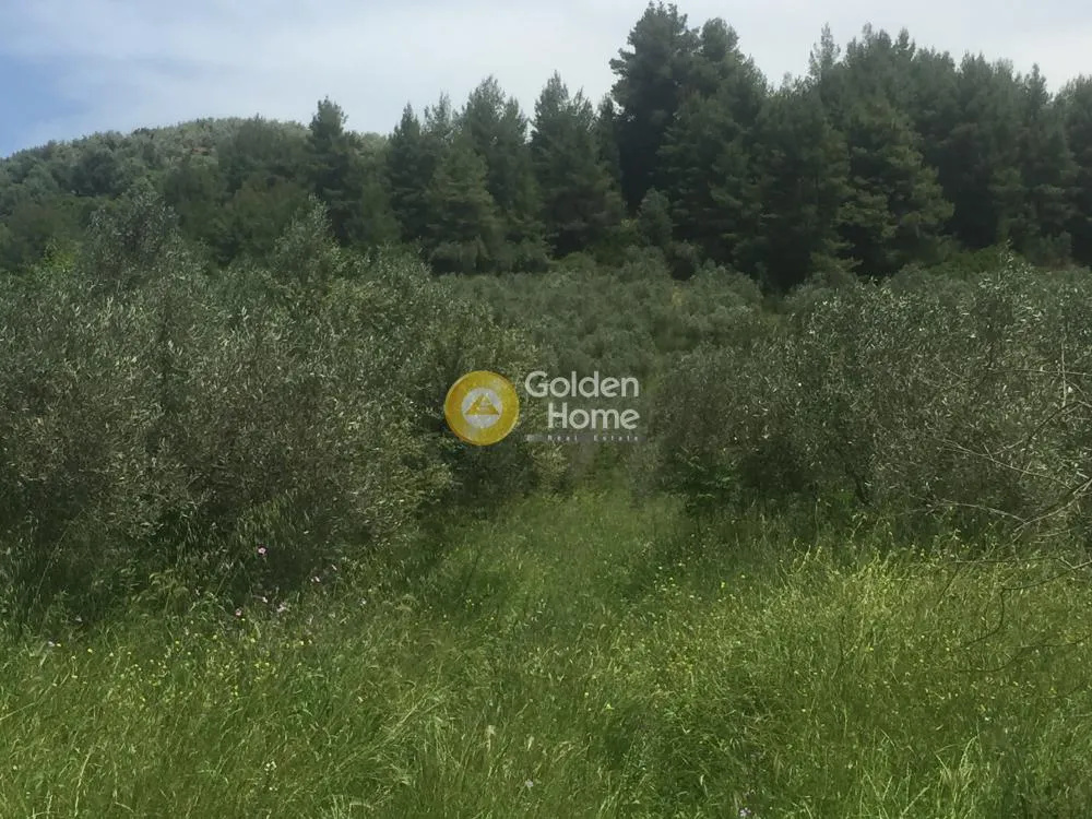 Aed - Agricultural Plot with Olive Trees in Avgoria