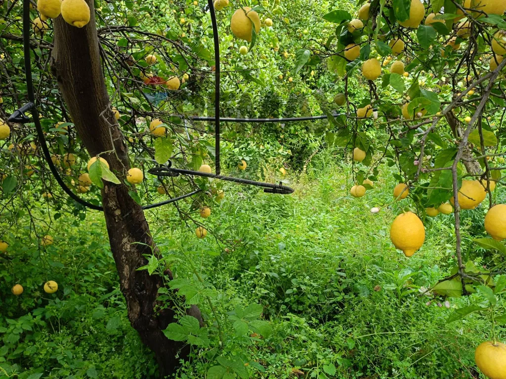 Jardin - Agricultural Estate with Lemon Grove in Mascali