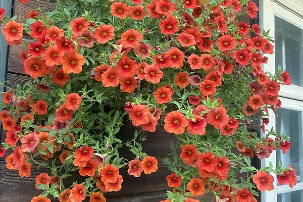 terrace_patio