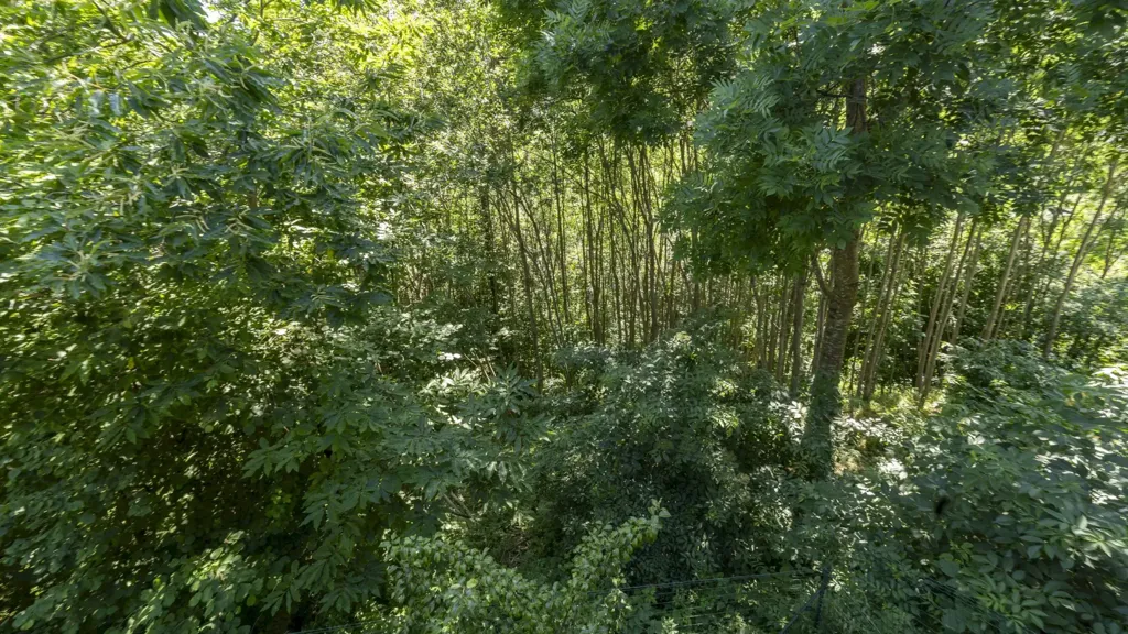 Jardin - Rustic Cottage with Woodland View in Roccabruna