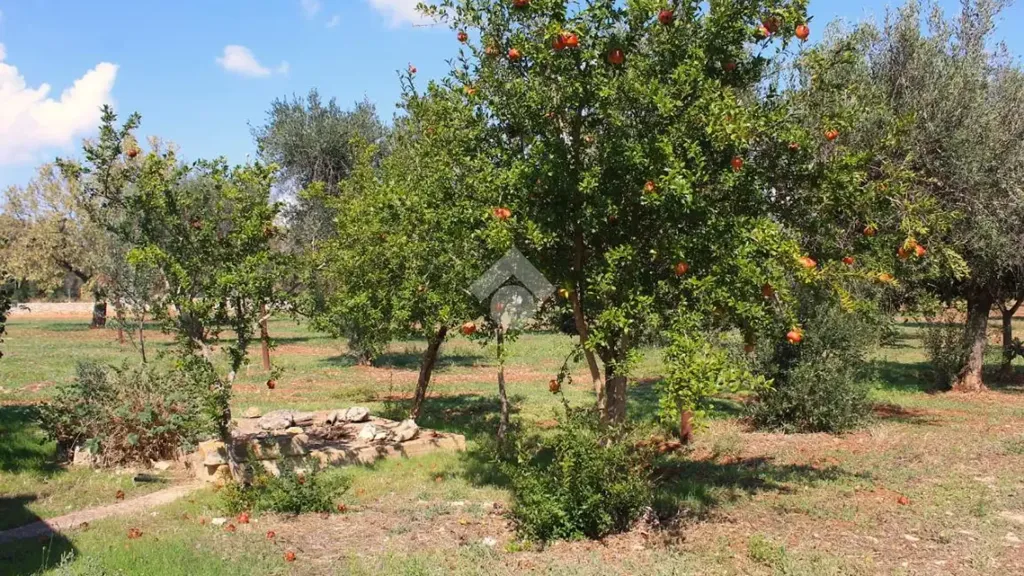 Aed - Traditional House with Garden in Carovigno