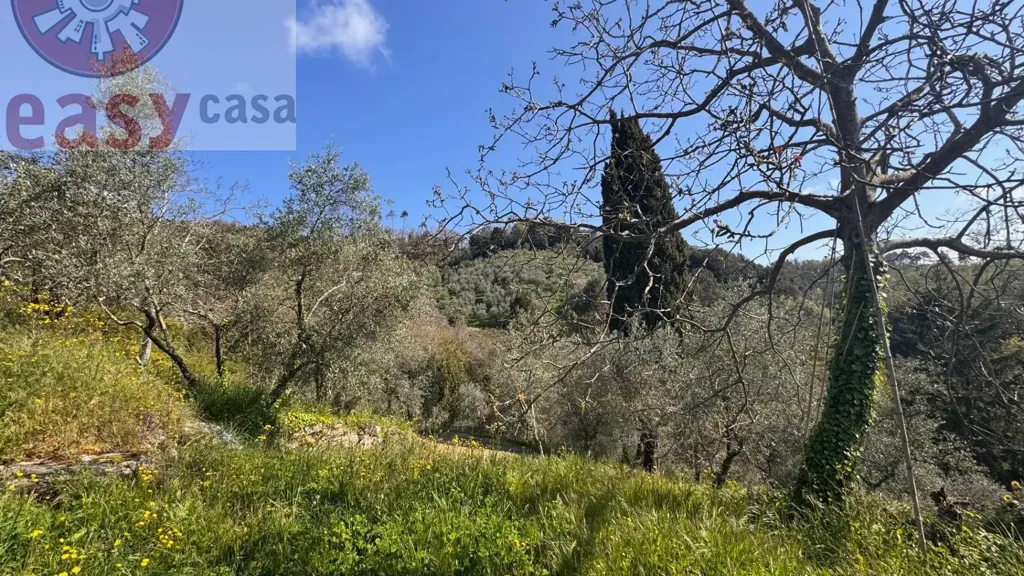 Jardin - Rustic Property with Olive Grove in Lucca