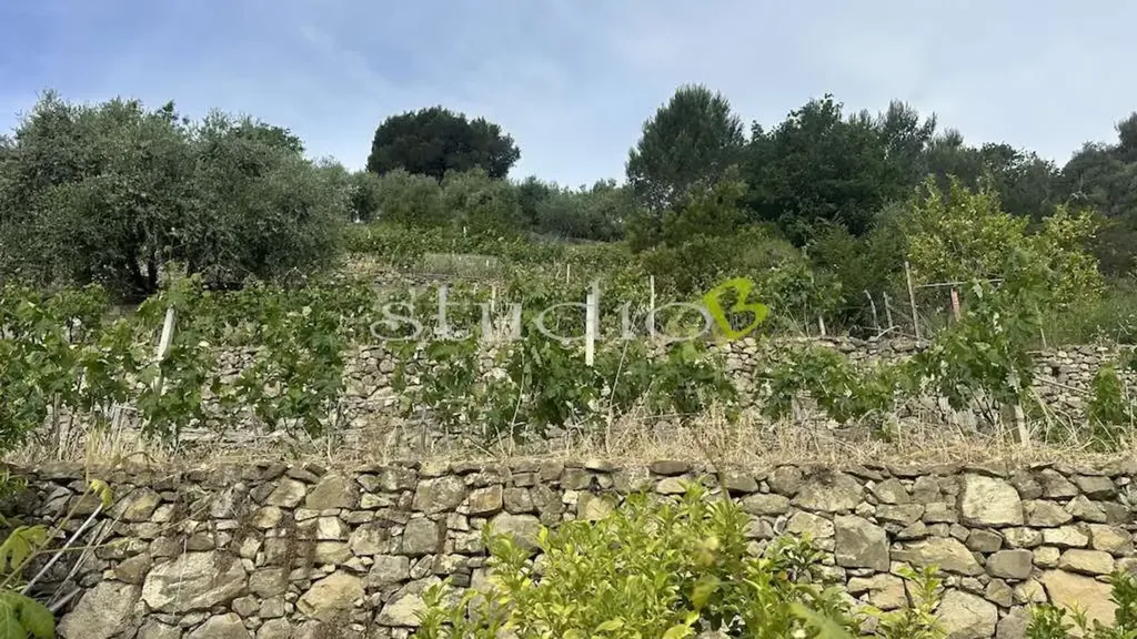 Garden - Rustic House with Vineyard in San Biagio della Cima