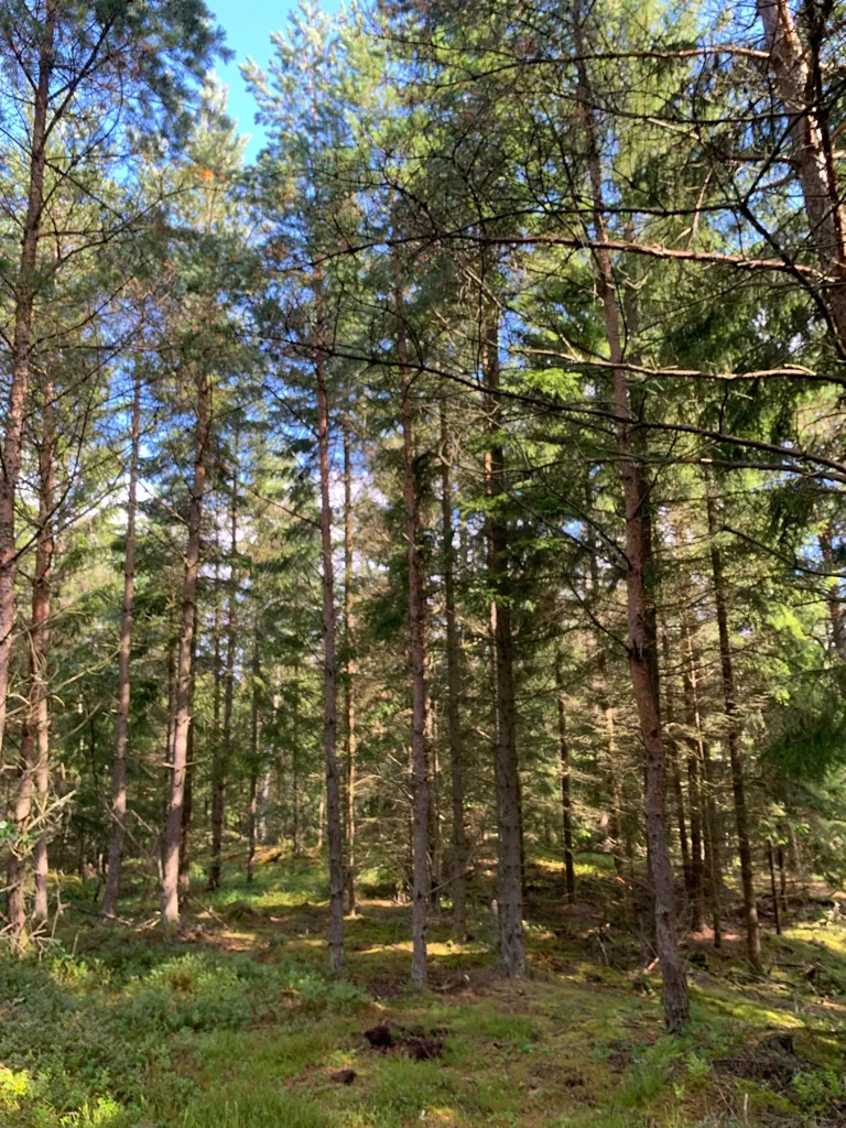 Jardin - Forest Land with Timber in Fröstebo-Gråbo