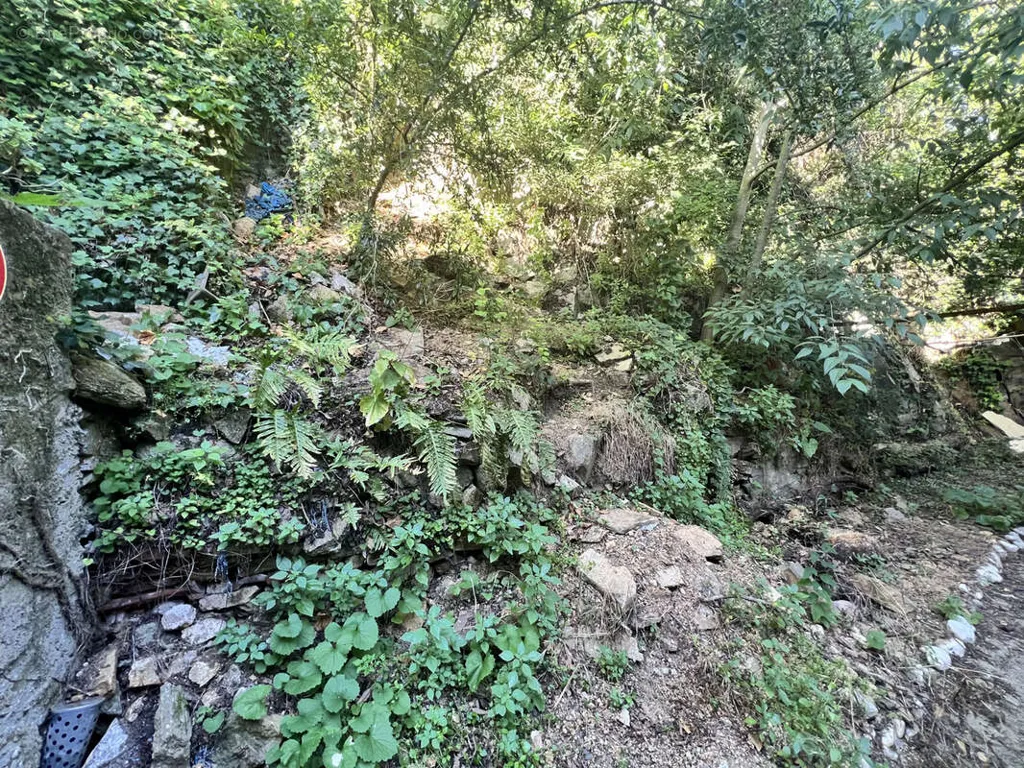 Jardin - Studio en Centre-Ville à Amélie-les-Bains