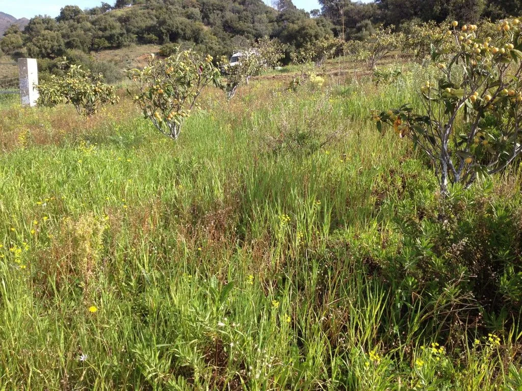 Jardin - Rustic Plot with Fruit Trees in Estepona