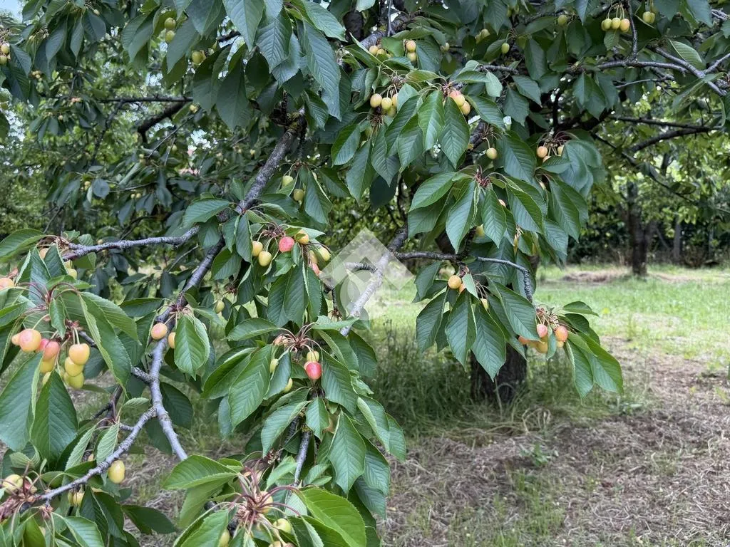 Jardin - Agricultural Land with Cherry Trees in Cervinara