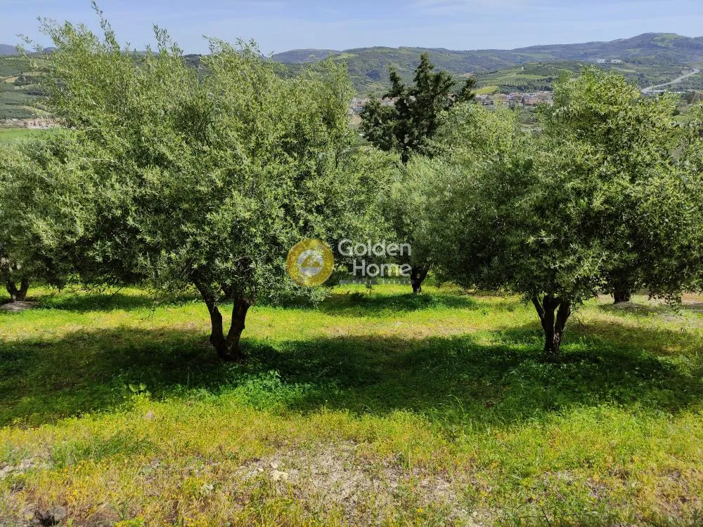 Jardin - Buildable Plot with Olive Trees in Kerasia