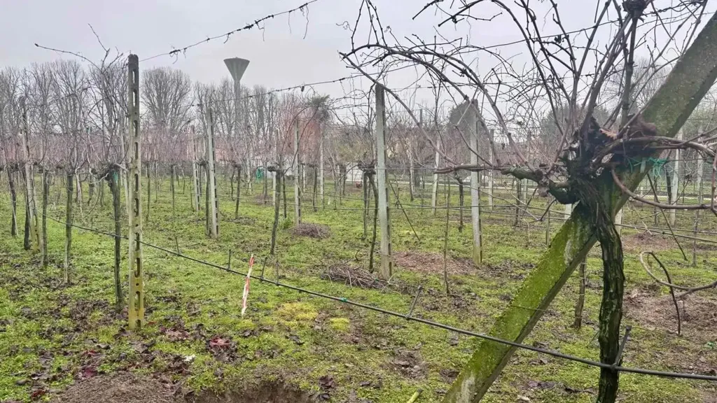 Aed - Semi-Independent House with Vineyard in Sorga'