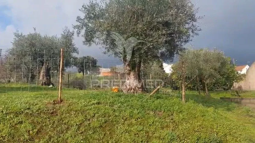 Jardin - Rural Plot with Olive Trees in Lapinha, Praia do Ribatejo