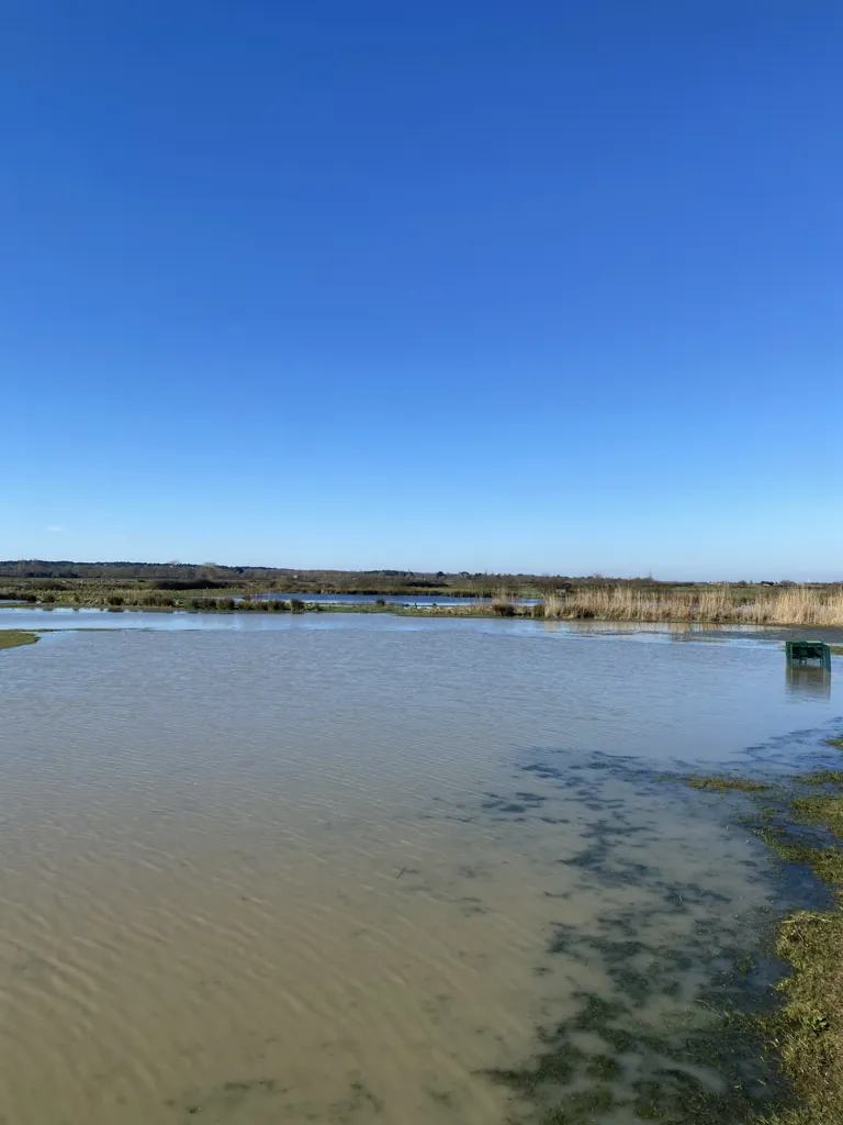 Marshland with Ponds in Bois-de-Céné