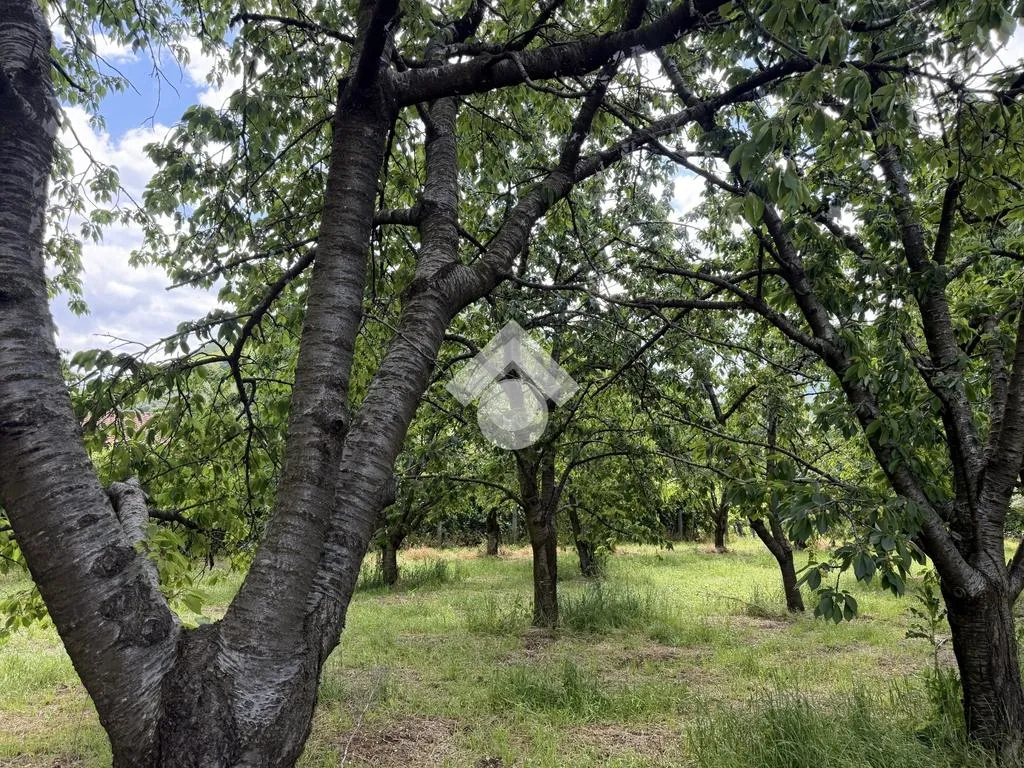 Jardin - Agricultural Land with Cherry Trees in Cervinara
