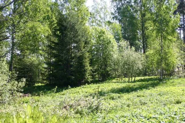 Maa asukohas Loviisa