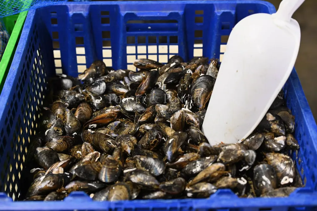 Pièces - Ferme de Coquillages avec Restaurant sur l'Étang de Thau