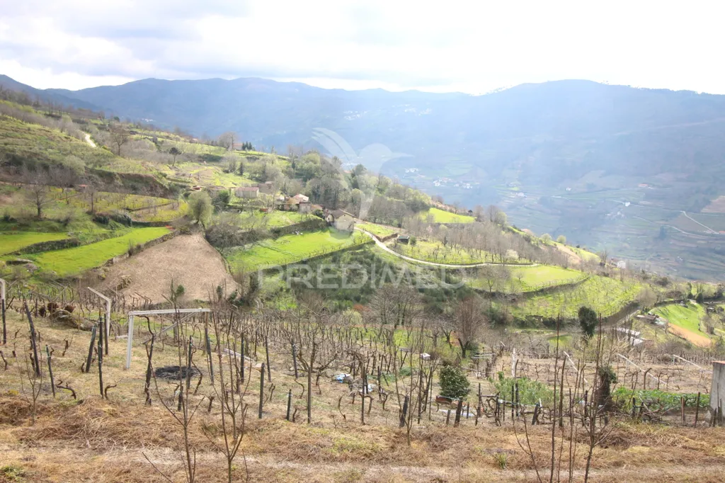Jardin - Douro Vineyard with Water Source in Resende