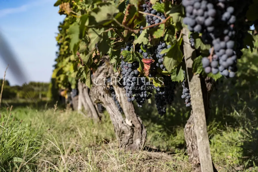 Garden - Bordeaux Vineyard Estate with Historic Chateau